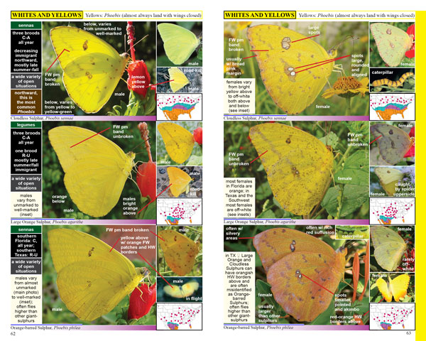 Swift Guide to North American Butterflies, Phoebis