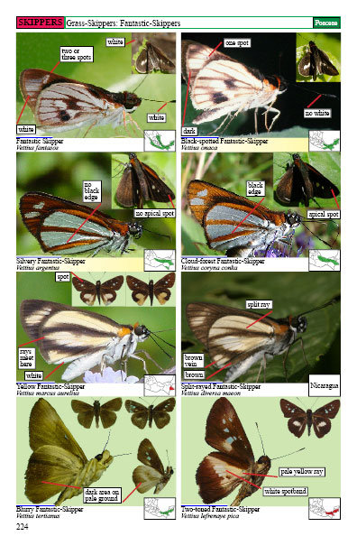mexican butterflies page 224