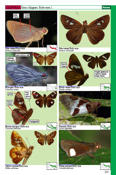 mexican butterflies page 225