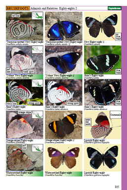 mexican butterflies page 105