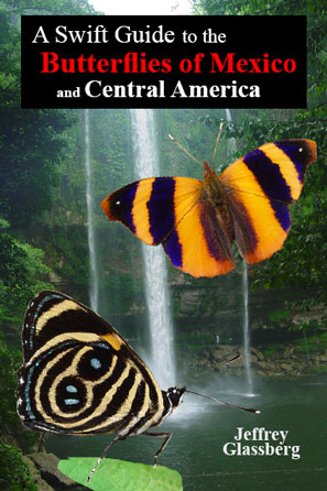 guide to mexican butterflies